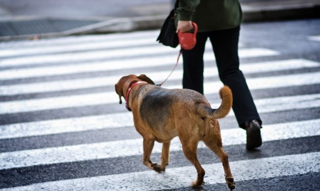 Šetanje psa: Ovo su pogreške koje bi svi vlasnici trebali izbjegavati