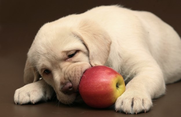 Osvježavajuće pseće poslastice s jabukama