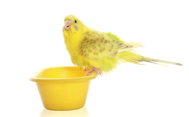 Osnovni savjeti za prehranu vaše papige