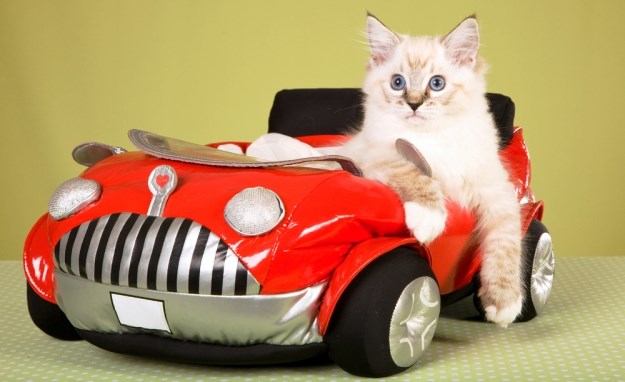 5 načina kako da smirite mačku tijekom vožnje automobilom