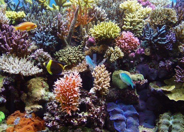 Sredstva za pričvršćivanje koralja na podlogu