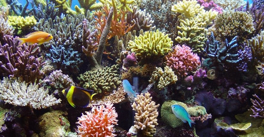 Sredstva za pričvršćivanje koralja na podlogu