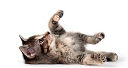 Što vam mačka želi poručiti kad se valja na leđima?