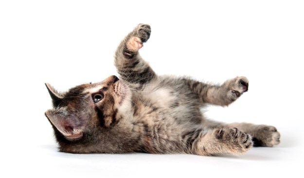 Što vam mačka želi poručiti kad se valja na leđima?
