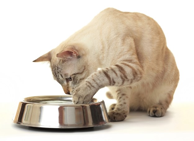 Zašto mačke obožavaju prolijevati vodu iz zdjele?