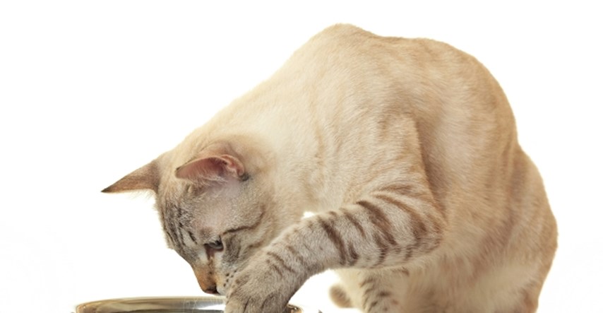 Zašto mačke obožavaju prolijevati vodu iz zdjele?