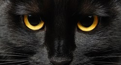 Kako je nastalo praznovjerje o crnim mačkama?
