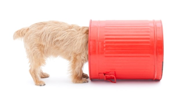 Zašto psi vole kopati po kantama za smeće?
