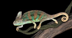 Chameleo calyptratus: Kameleon kojeg teraristi najčešće drže kod kuće