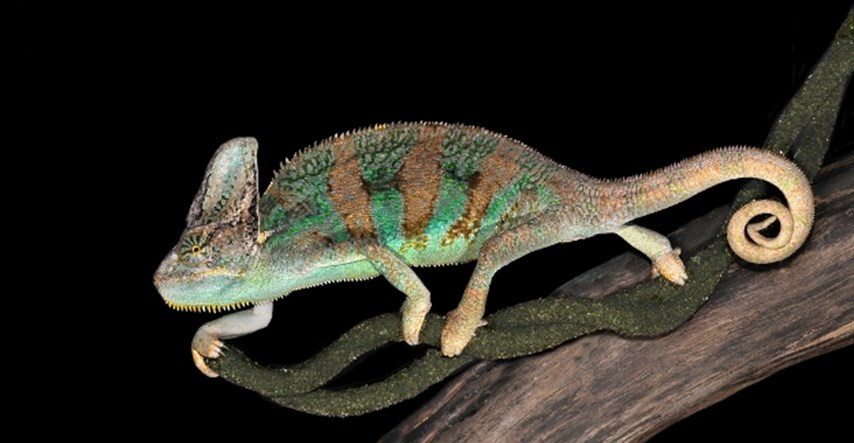 Chameleo calyptratus: Kameleon kojeg teraristi najčešće drže kod kuće