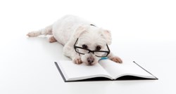 Provjerite ovim testovima: Je li vaš pas mali genijalac?