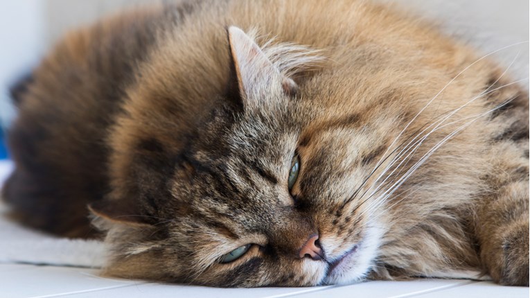 Želite li sibirsku mačku, nudimo vam par informacija o pasmini