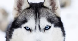 Želite psa koji sliči vuku? Ovo je pravi izbor za vas!