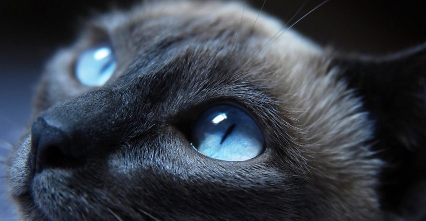 Sedam razloga zbog kojih su sijamske mačke pravi izbor za vas