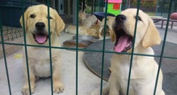 POZIV  Traže se privremeni udomitelji ovih preslatkih štenaca, budućih pasa pomagača