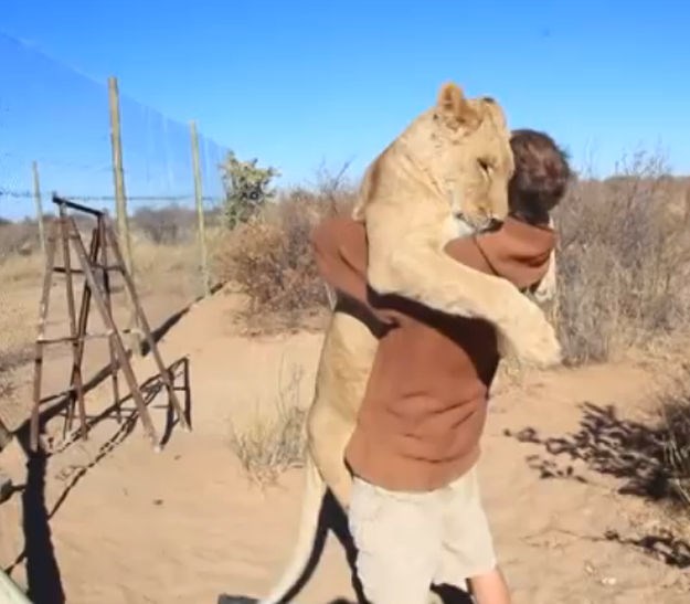 Snimka lavice koja je skočila u zagrljaj čovjeku koji joj je spasio život postala viralni hit