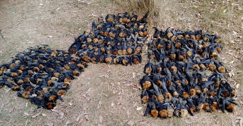 Šišmiši u Australiji masovno padaju mrtvi: "Vrućina im sprži mozak"