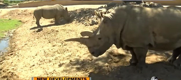 Loše vijesti iz ´zvjerinjaka´:  Na svijetu žive još samo tri sjeverno bijela nosoroga