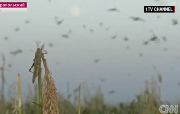 Milijuni skakavaca poharali jug Rusije