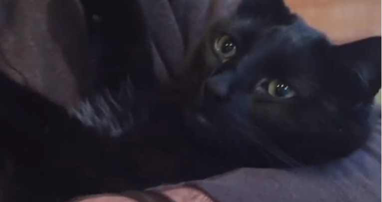 VIDEO Ova maca ima strah od najobičnije stvari i to će vas jako začuditi