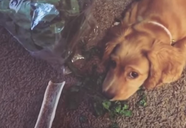 VIDEO Ovi su psi napravili gluposti i ne mogu sakriti krivnju s lica