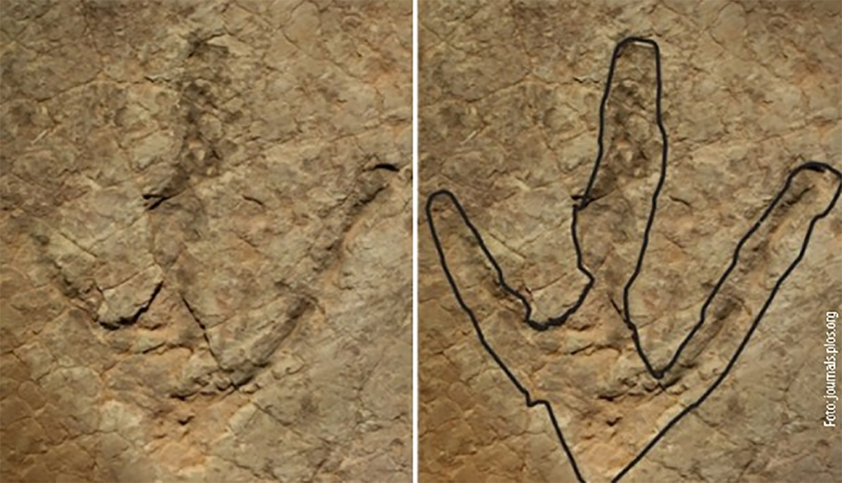 Ogromni dinosaur mesojed harao južnim dijelovima Afrike prije 200 milijuna godina