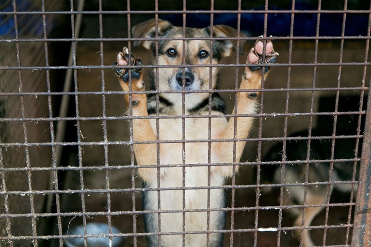 NOVI ZAKON Nema više ubijanja pasa u skloništima