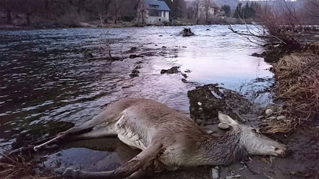 UZNEMIRUJUĆE FOTOGRAFIJE Na žičanim ogradama i dalje stradavaju nedužne životinje