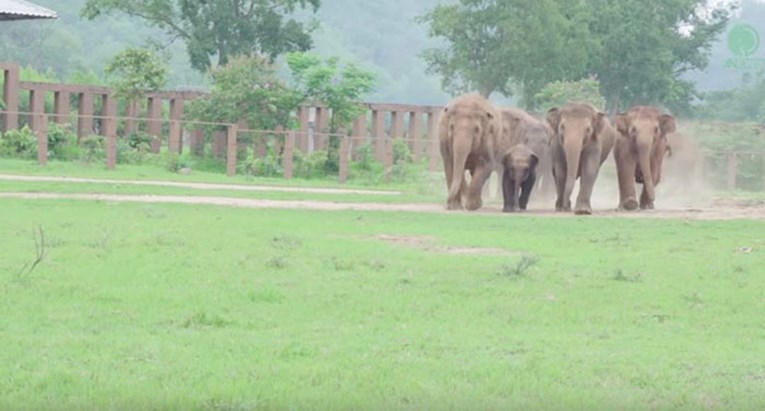 Slonovi su dotrčali pozdraviti spašenu bebu slona i dokazali da su bolji od ljudi