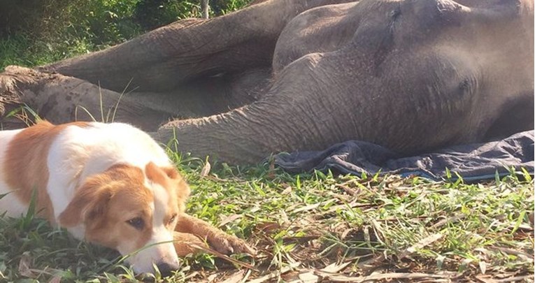 FOTO Pas je odbio napustiti umirućeg slona do zadnjeg trenutka