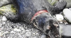 Ozlijeđeni tuljan ležao je nepomično udaljen od svoje grupe, a onda su mu dvije žene odlučile pomoći