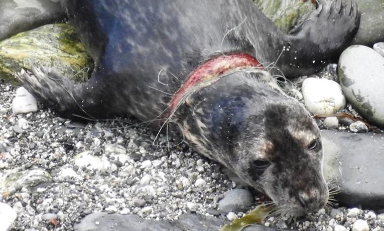 Ozlijeđeni tuljan ležao je nepomično udaljen od svoje grupe, a onda su mu dvije žene odlučile pomoći