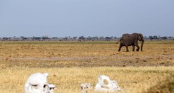 U Vijetnamu zaplijenjene gotovo tri tone slonovače