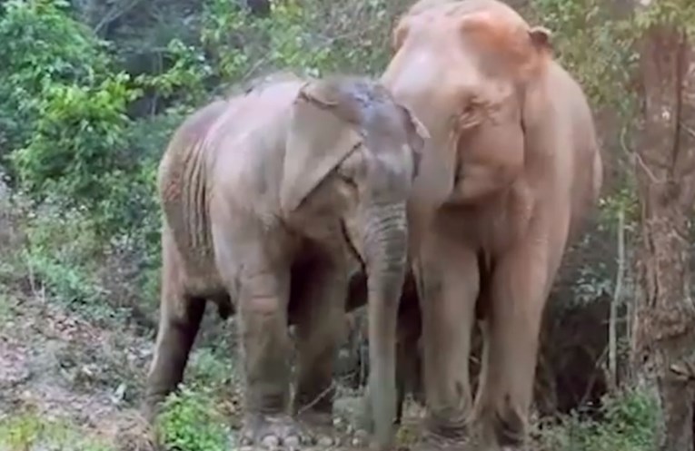 Mama slonica i njezino dijete susreli su se nakon tri godine