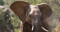 Pala zloglasna "kraljica bjelokosti": Zbog takvih poput nje ubijeno je pola milijuna slonova