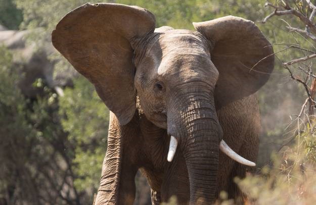 Pala zloglasna "kraljica bjelokosti": Zbog takvih poput nje ubijeno je pola milijuna slonova