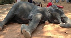 Tužan kraj nakon godina patnje: Tragična smrt slonice dirnula tisuće ljudi