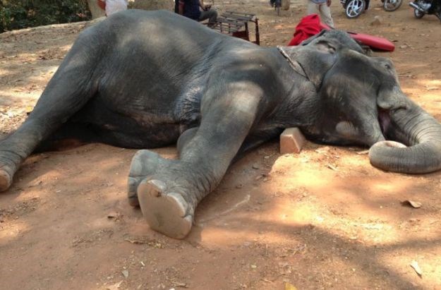 Tužan kraj nakon godina patnje: Tragična smrt slonice dirnula tisuće ljudi