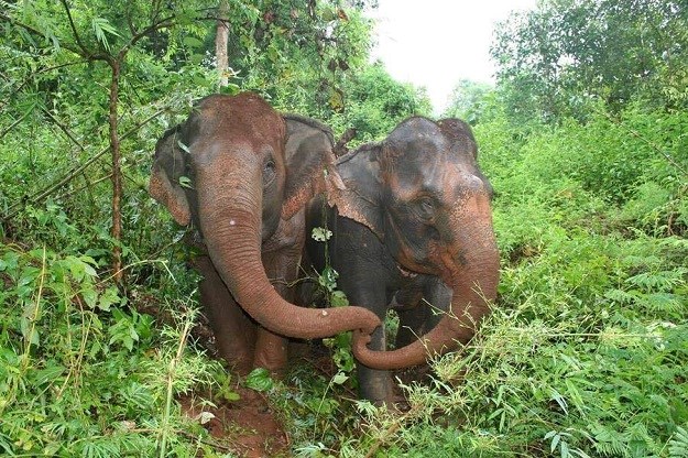 VIDEO I životinje imaju osjećaje:  Slijepa slonica tuguje za starom prijateljicom