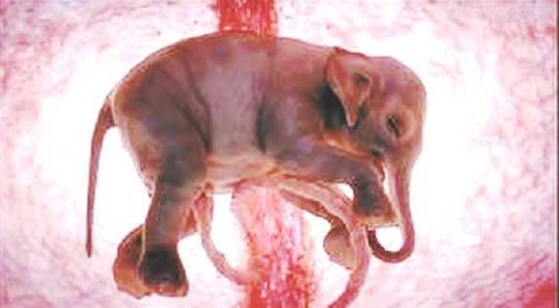 Ovo se rijetko viđa: Super slatke snimke još nerođenih beba životinja!
