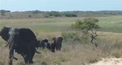 VIDEO Turist na teži način shvatio zašto nije dobro uznemiravati slona