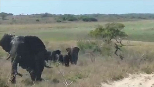 VIDEO Turist na teži način shvatio zašto nije dobro uznemiravati slona