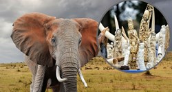 POVIJESNA ODLUKA Hong Kong zabranio trgovinu slonovačom