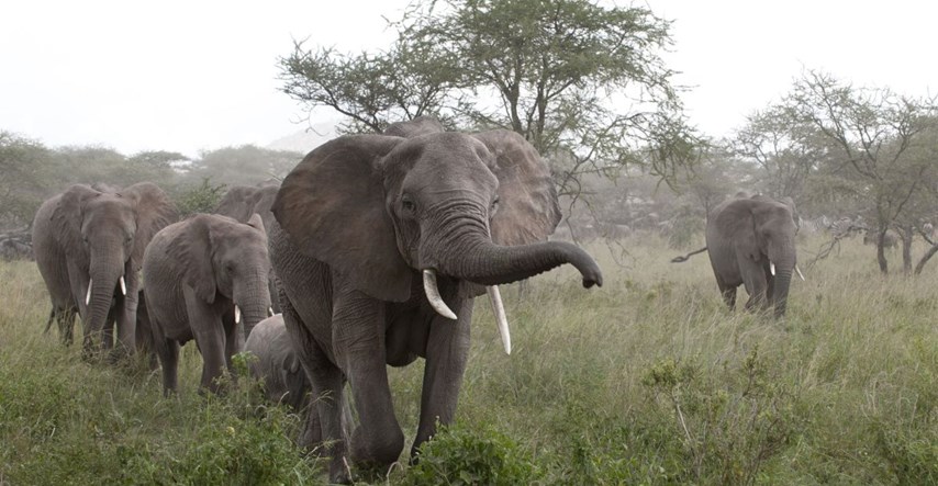 Lovac na krupnu divljač umro nakon što je na njega pao netom ubijeni slon