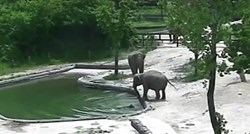 Snimka iz ZOO-a otkriva kako je slonovima trebalo samo pola minute da spase svoju bebu