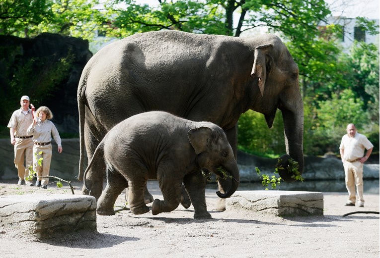 Amerikanka oporučno ostavlja njemačkom zoološkom vrtu 22 milijuna dolara