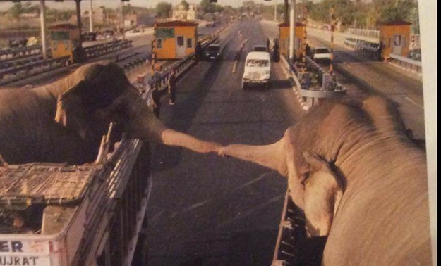 FOTO Može li tužnije? Pogledajte dirljivi oproštaj zaljubljenih slonova