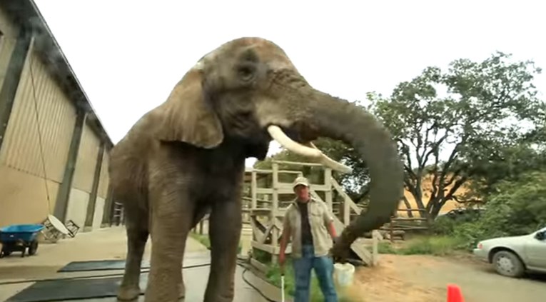 VIDEO Zoološki vrt prisiljava slonove da peru aute turistima