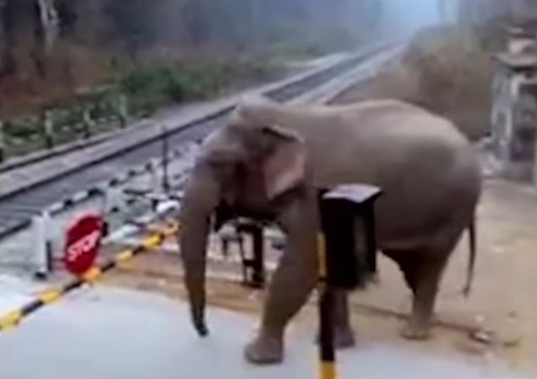 Ova snimka je dokaz da su slonovi zaista jako inteligentni (ali i da ih baš briga za pravila)