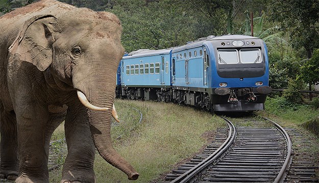 Vlak usmrtio slonicu i tri slonića na Šri Lanki